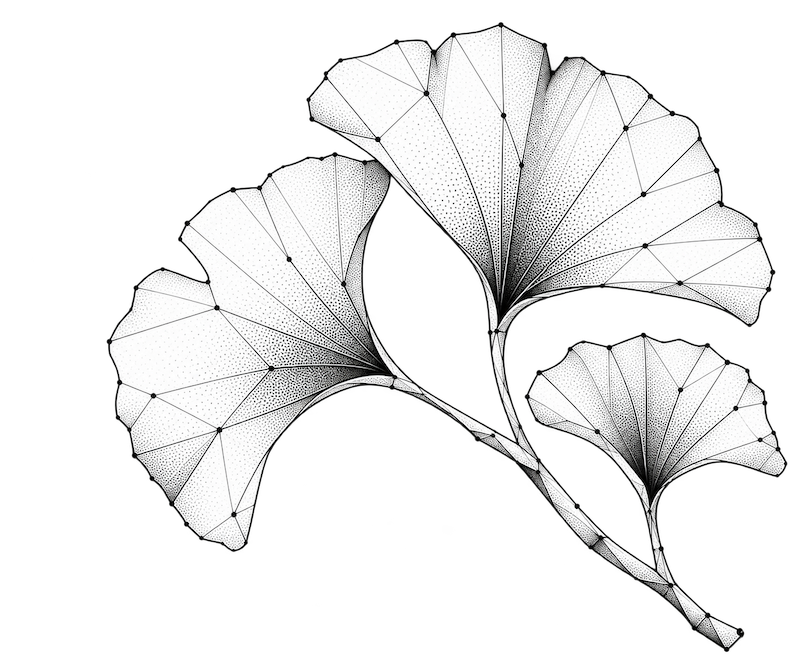 Ginkgo
